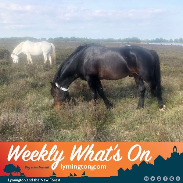 New Forest stallions