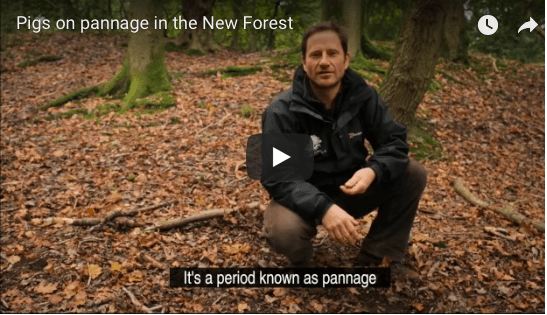Pannage explained by New Forest National Park Authority