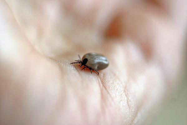 Watch out for tick bites in the New Forest