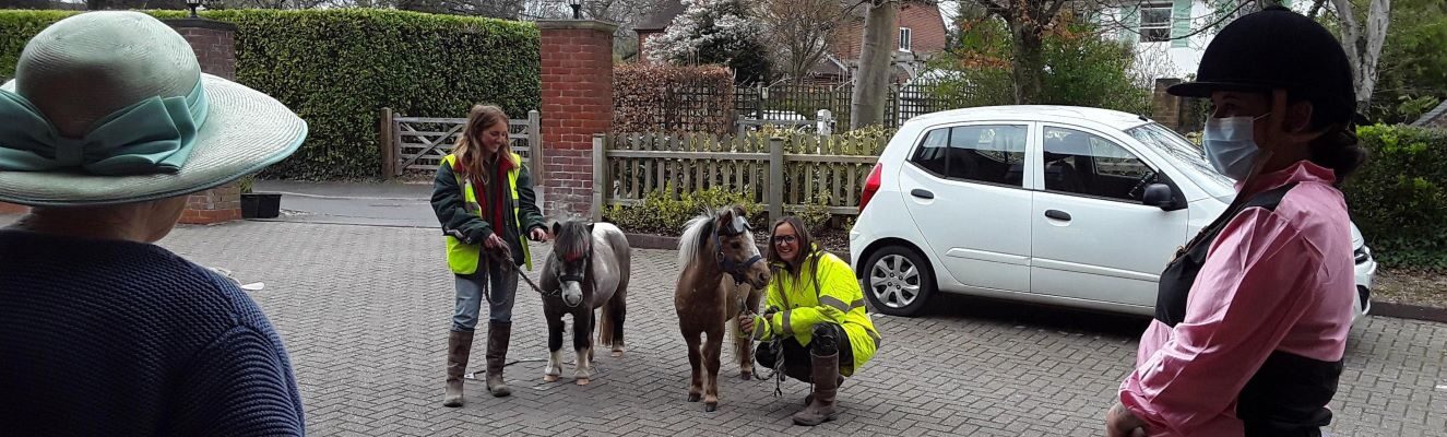 miniature ponies with people