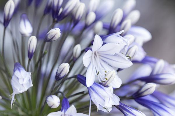 One weekend opportunity to see award-winning Agapanthus in Beaulieu