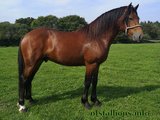 New Forest stallion