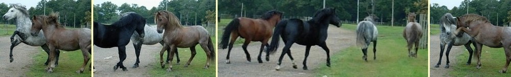 New forest stallions banner