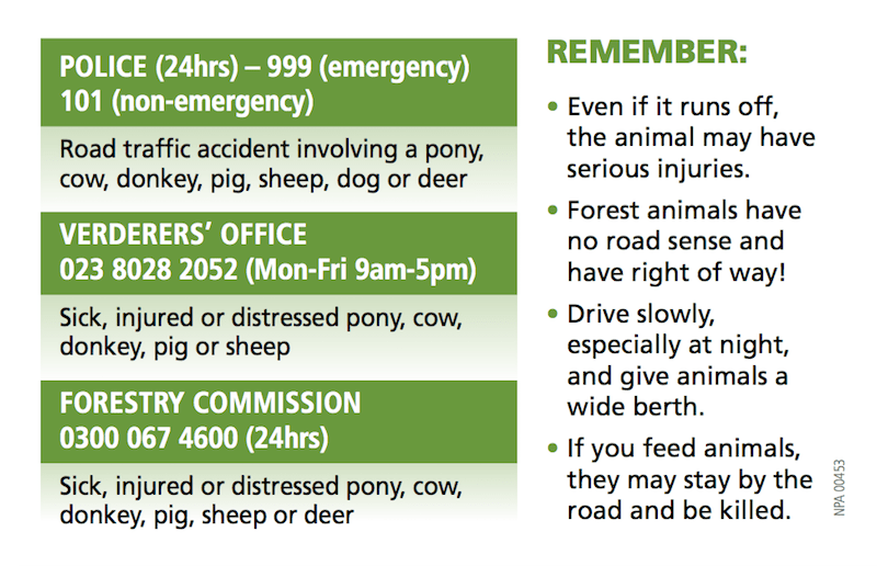 Who to contact if you see an injured or distressed New Forest animal