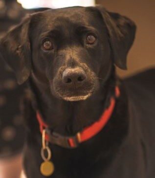 Black labrador Rosie
