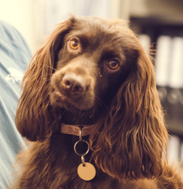 Cocker spaniel Evie