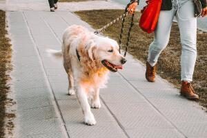Catteries, Kennels and Dogwalkers