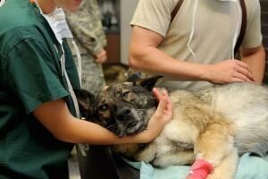Vets