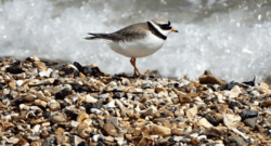 Countryside Workshop: Dawn Chorus Birdwatch