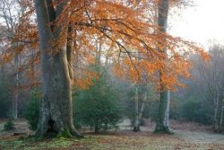 Countryside Workshop: Woodland Walk