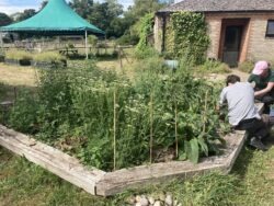 Countryside workshop: Herb Gardens for Wildlife
