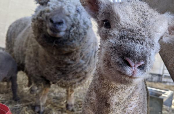 Countryside Workshop: Introduction to Sheep Keeping